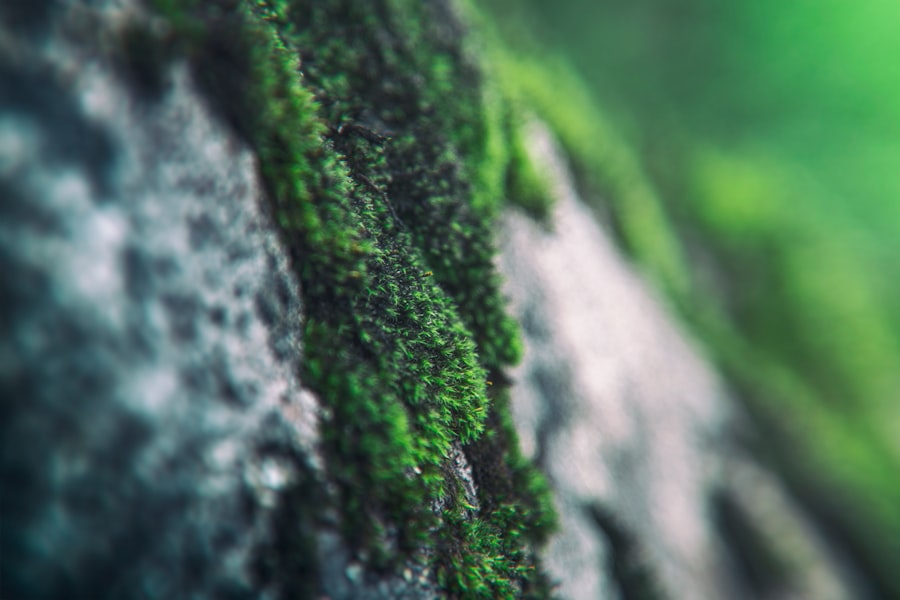 moss