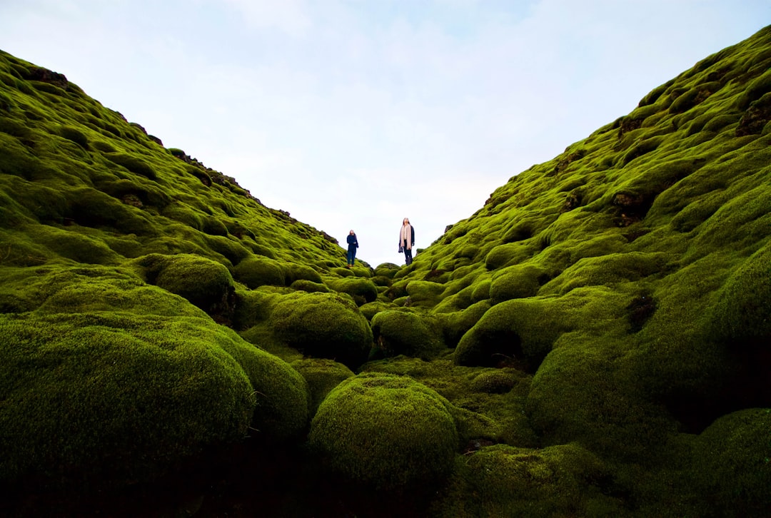 Photo moss