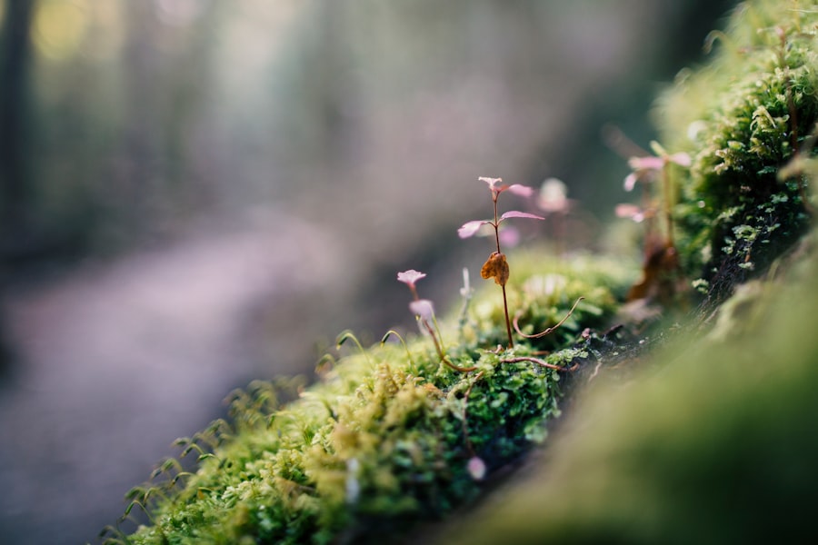 Photo moss
