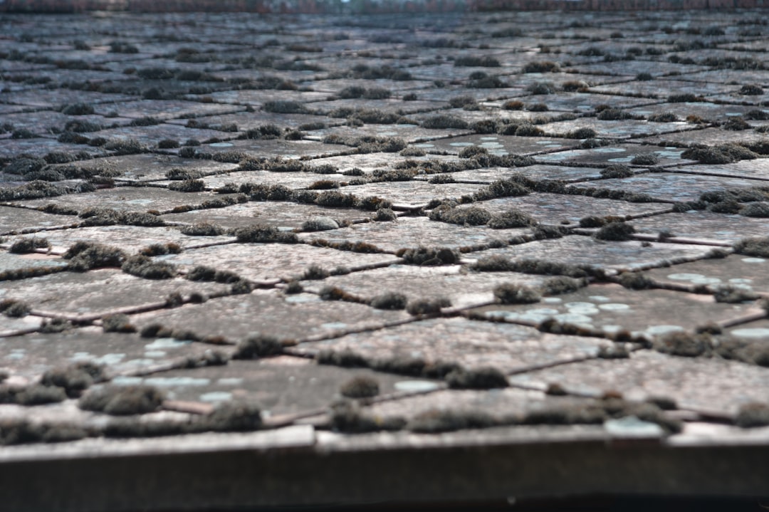 Photo Roof moss